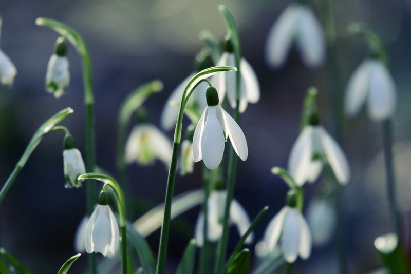 Conseils pour entretenir un jardin tout au long de l'année 